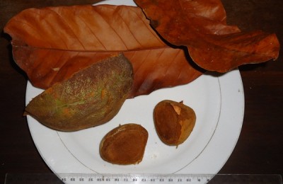 185. Baum, DSC04016.JPG