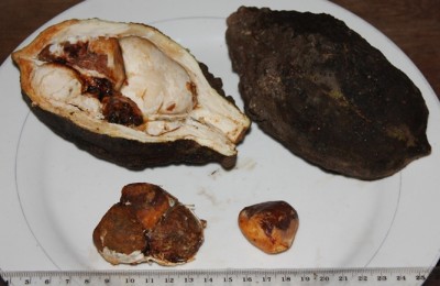 185. Baum, Pachira aquatica vermutlich, IMG_7984.JPG