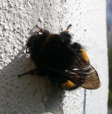 Hummel.jpg
