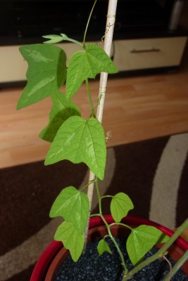 P. Adularia (2).JPG