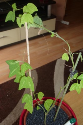 P. Adularia.JPG