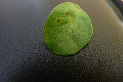 Blatt.JPG