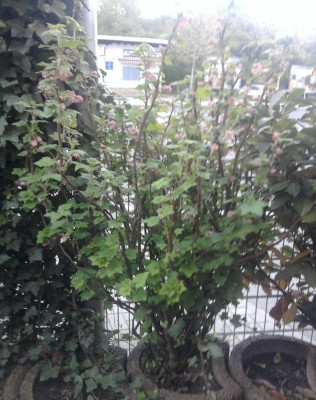 Foto0112.jpg