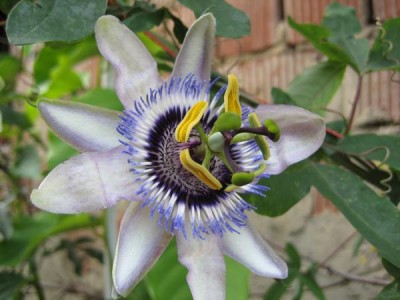 Passi Lambiekins.JPG