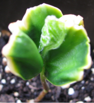 variegata Buche.png