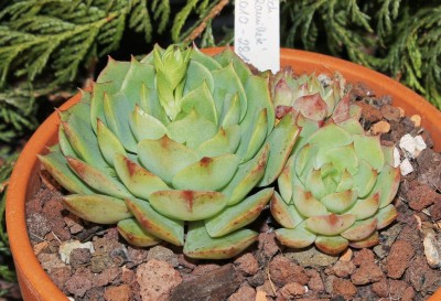 Echeveria ´Ramillete´ 2010-281 (1a).jpg