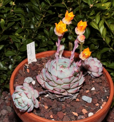 Echeveria derenbergii 2009-38 (4a).jpg