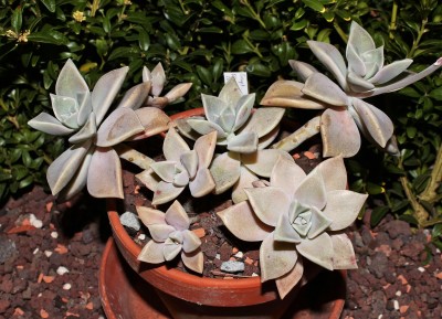 Graptopetalum paraguayense (1a).jpg
