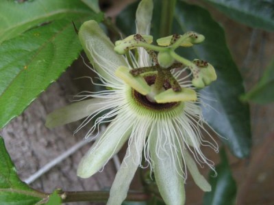 Passi Edulis Parati.JPG