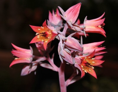Echeveria 2010-233 (2a).jpg