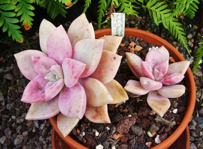 Graptopetalum ´Victor Kane´ (2).jpg