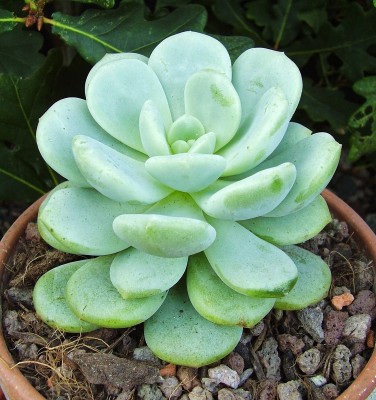 Pachyveria 2011-132 (1).jpg