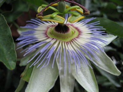 Passi Caerulea chinensis.JPG