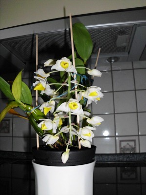 DSCI0168.JPG