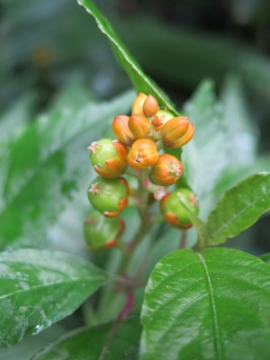 Rivina humilis_2.jpg