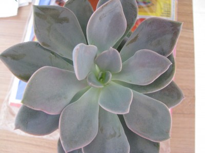 Echeveria gibbiflora Perle von Nürnberg.jpg