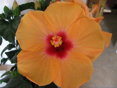Hibi Blüte.jpg