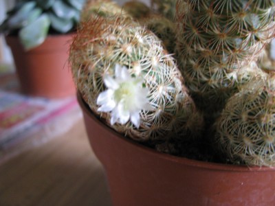 Mammilaria Blüte.jpg