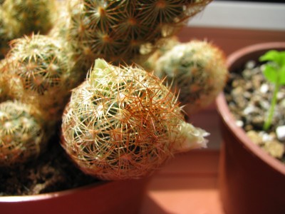 Mammilaria Knospen.jpg