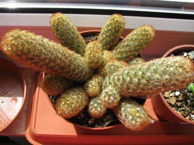 Mammilaria elongata.jpg