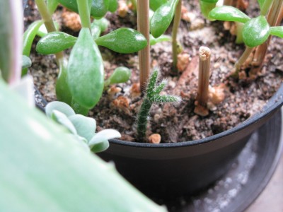 Rhipsalis pilocarpa.jpg