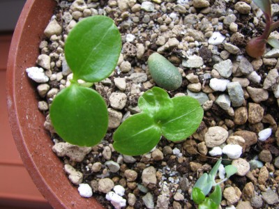 dreikeimblättrige Schefflera.jpg