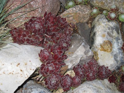 IMG_8905.jpg