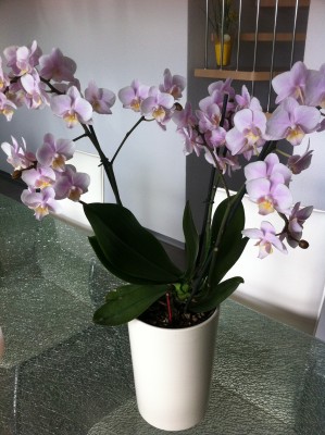 Phal.jpg