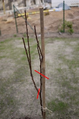 aprikose-schnitt.jpg