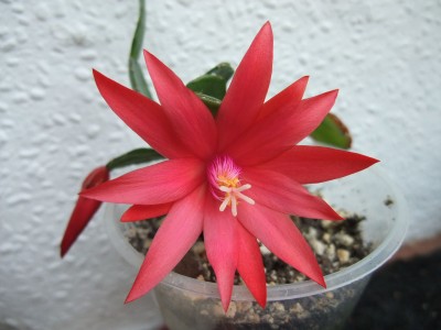 DSCF2525.JPG