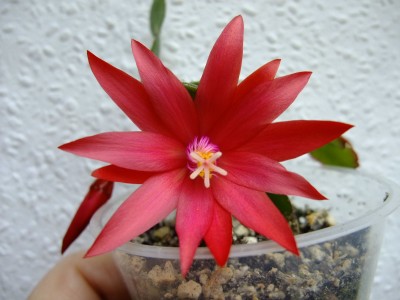 DSCF2524.JPG