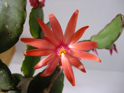 DSCF2522.JPG