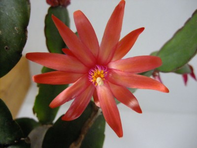 DSCF2521.JPG