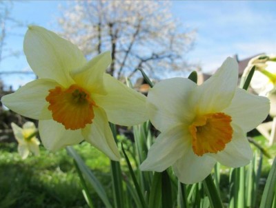 Narzissen.jpg