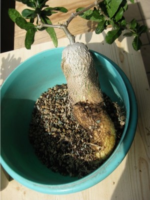 Fockea edulis (4).jpg