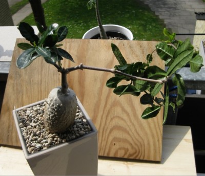 Fockea edulis vom 01.05.2012 (2).jpg