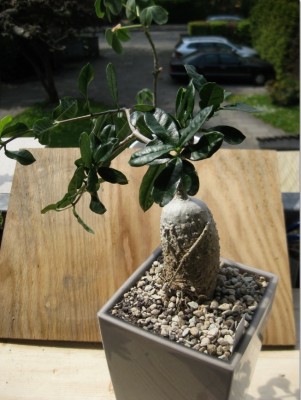 FOckea edulis vom 01.05.2012 (1).jpg