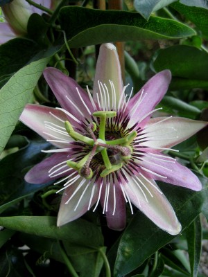 Passiflora violacea.jpg