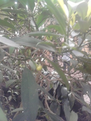 Foto008.jpg