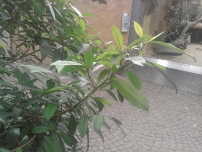 Foto009.jpg