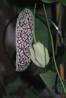 DSC_0012.JPG