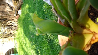 DSC01007.JPG