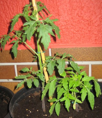 Bild green 24-4 058.jpg