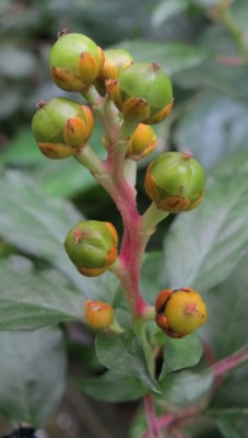 Pleuropetalum_Basel_4.jpg