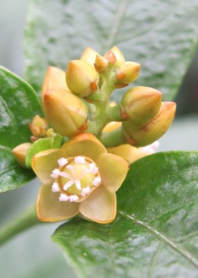 Pleuropetalum_Basel_1.jpg