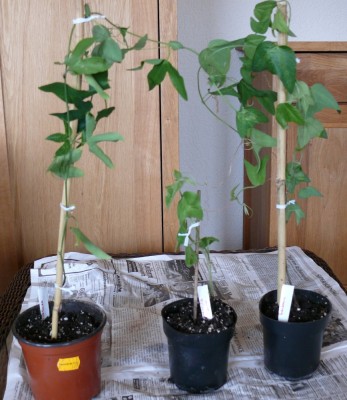 Passi-Trio.jpg