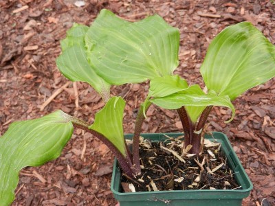 Hosta One Mans Treasure.JPG