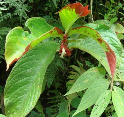 206. Pflanze, Planta de 70 cm, via Cupa, DSC04110.JPG