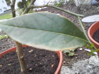Foto 0192.jpg