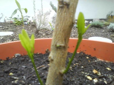 Foto 0190.jpg